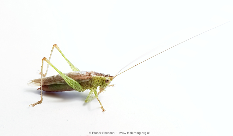 Long-winged Conehead (Conocephalus fuscus)  Fraser Simpson