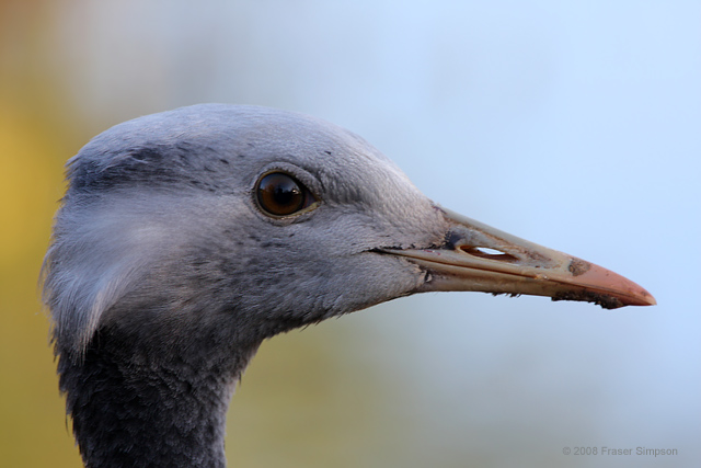 Demoiselle Crane  2008 Fraser Simpson