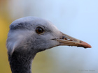 Demoiselle Crane