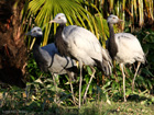 Demoiselle Crane
