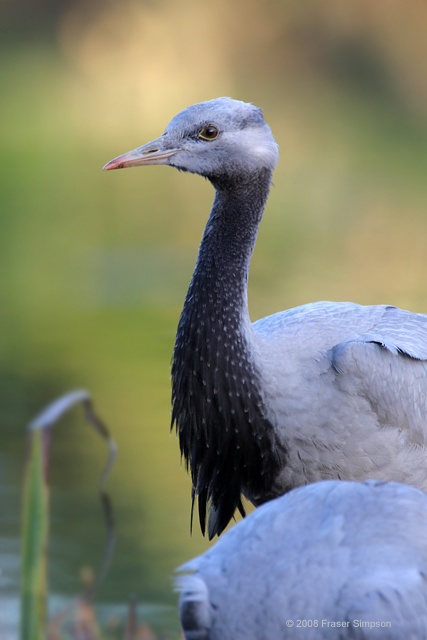 Demoiselle Crane  2008 Fraser Simpson