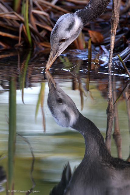 Demoiselle Crane  2008 Fraser Simpson