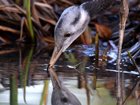 Demoiselle Crane