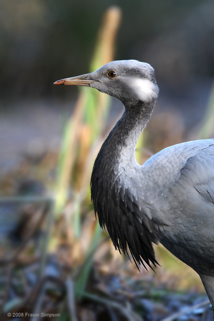 Demoiselle Crane  2008 Fraser Simpson