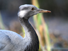 Demoiselle Crane