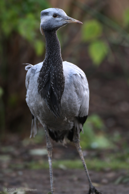 Demoiselle Crane  2008 Fraser Simpson