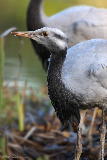 Demoiselle Crane  2008 Fraser Simpson