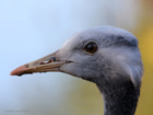 Demoiselle Crane