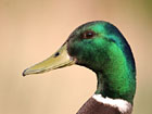 Mallard