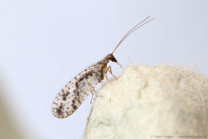 Variegated Brown Lacewing (Micromus variegatus)  Fraser Simpson