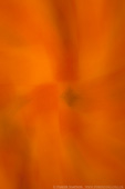 Curtain