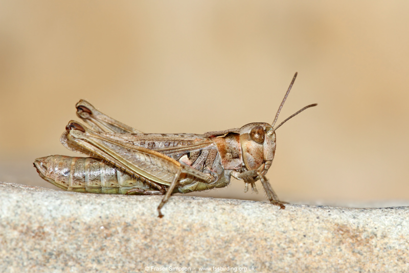 Mottled Grasshopper (Myrmeleotettix maculatus)  Fraser Simpson