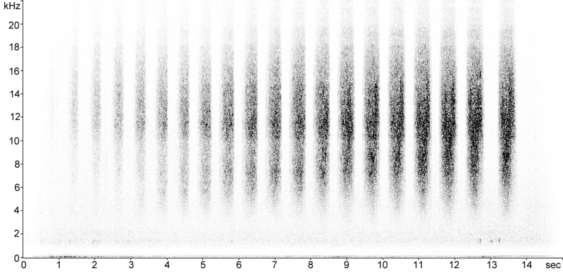 Sonogram of Mottled Grasshopper stridulation
