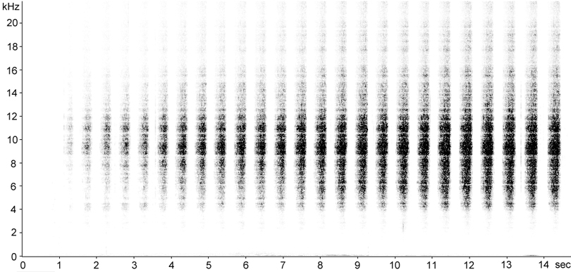 Sonogram of Mottled Grasshopper stridulation