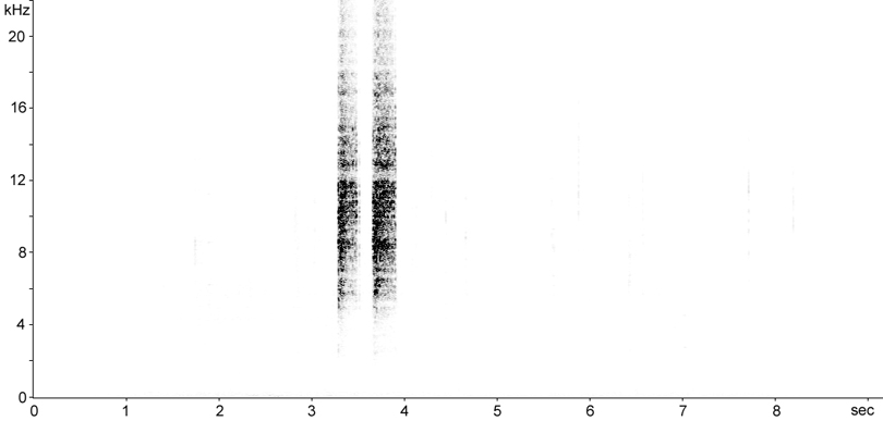 Sonogram of Mottled Grasshopper stridulation
