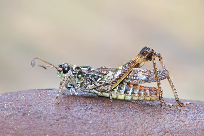 Mottled Grasshopper (Myrmeleotettix maculatus)  Fraser Simpson