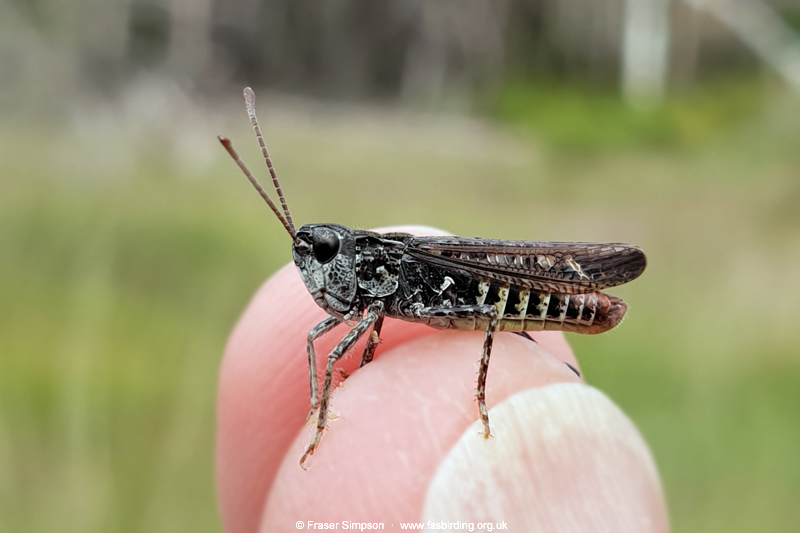 Mottled Grasshopper (Myrmeleotettix maculatus)  Fraser Simpson