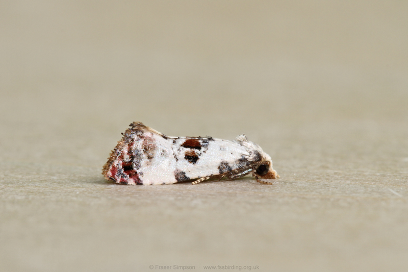 White-bodied Conch (Neocochylis hybridella)  Fraser Simpson