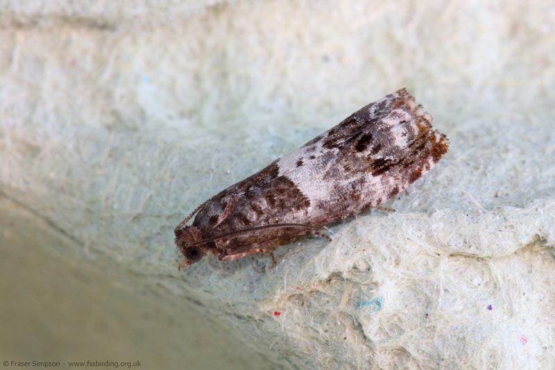 Triple-blotched Bell (Notocelia trimaculana)  Fraser Simpson