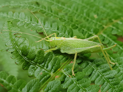 Oak Bush-cricket (Meconema thalassinum) - female  Fraser Simpson