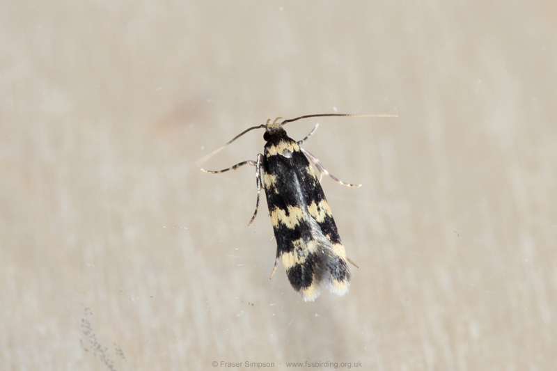 Obscure sp. (Oegoconia sp.)  Fraser Simpson