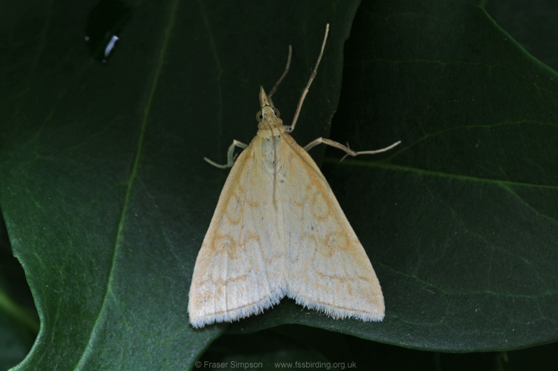 Pale Straw Pearl (Udea lutealis)  Fraser Simpson