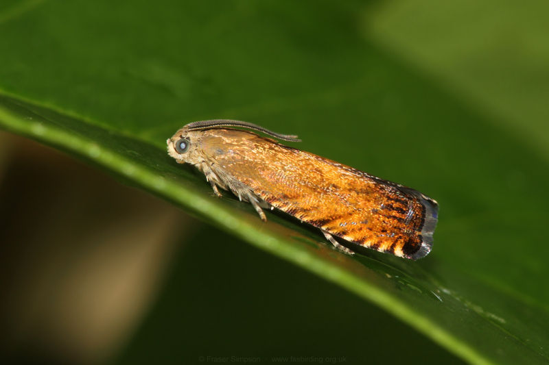 Sycamore Piercer (Pammene aurita)  Fraser Simpson