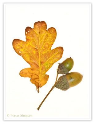 Pendunculate Oak  2010 Fraser Simpson