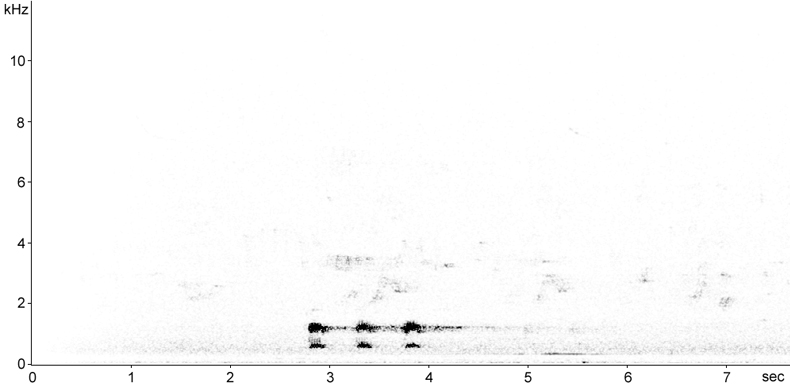 Sonogram of Raven calls