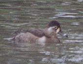 Ring-necked Duck