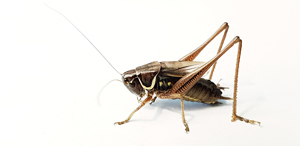 Roesel's Bush-cricket (Merioptera roeselii)  Fraser Simpson