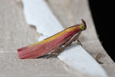 Rosy-striped Knot-horn (Oncocera semirubella)  Fraser Simpson