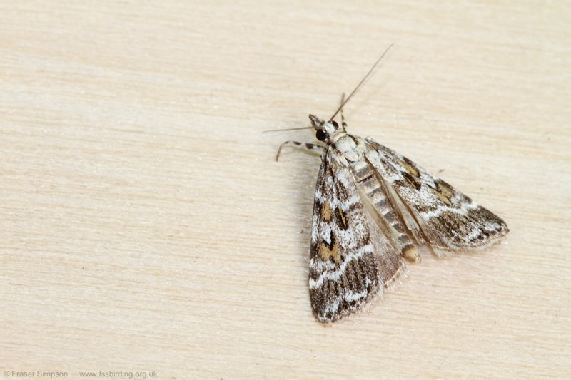 Meadow Grey (Scoparia pyralella)  Fraser Simpson