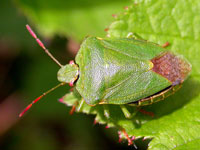 Shield Bug