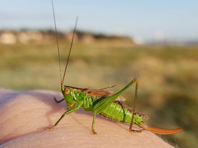 Short-winged Conehead (Conocephalus dorsalis) - female  Fraser Simpson