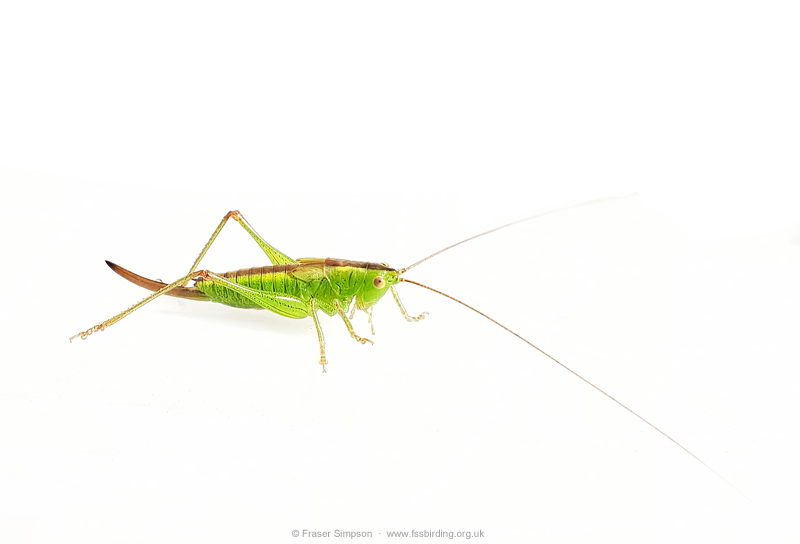 Short-winged Conehead (Conocephalus dorsalis)  Fraser Simpson