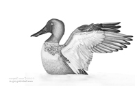 Shoveler sketch  Fraser Simpson