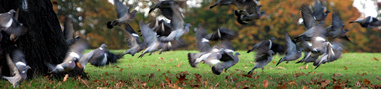 Wood Pigeons in Sunny Hill Park, London