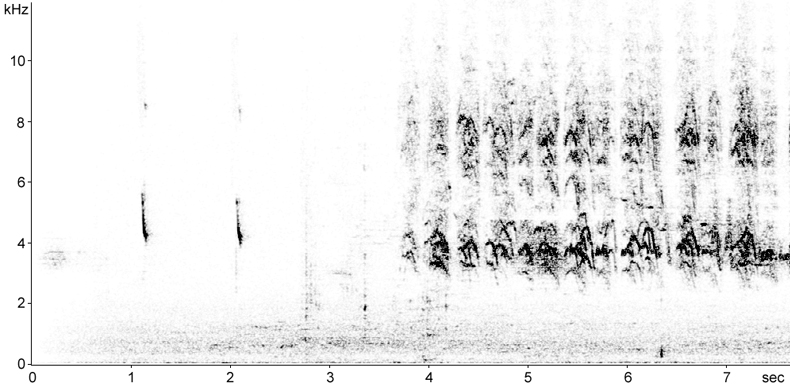 Sonogram of Siberian Tit calls