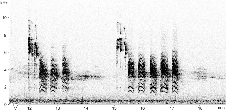 Sonogram of Siberian Tit calls