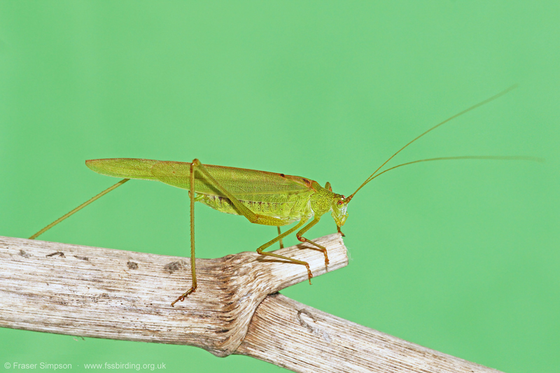 Sickle-bearing Bush-cricket (Phaneroptera falcata)  Fraser Simpson