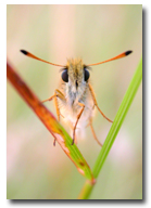 Essex Skipper