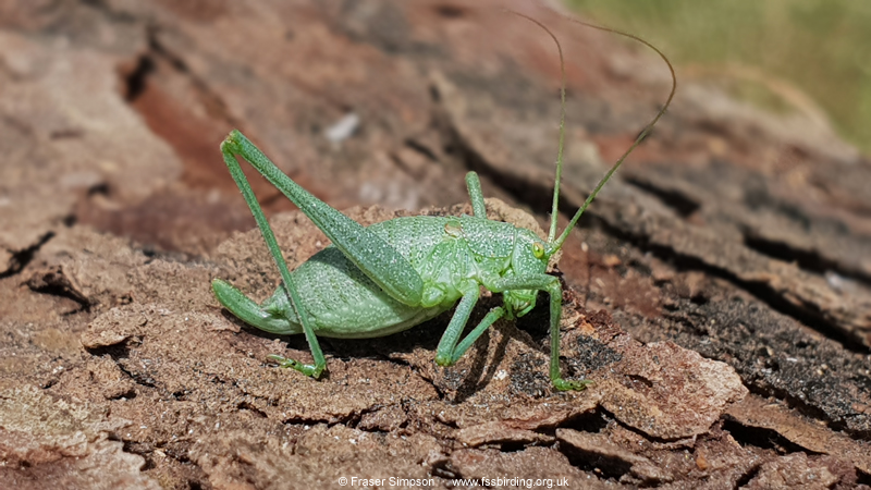 Smooth Striped Bush-cricket (Odontura glabricauda)  Fraser Simpson