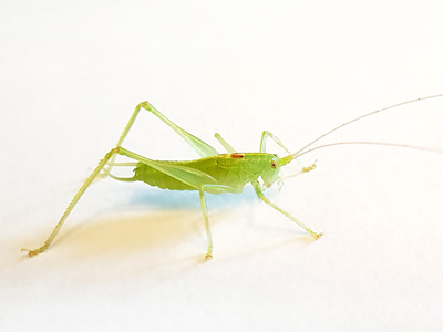 Southern Oak Bush-cricket (Meconema meridionale) - male  Fraser Simpson