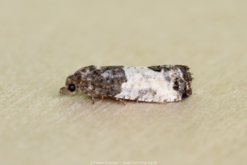 Bud Moth (Spilonota ocellana)  Fraser Simpson