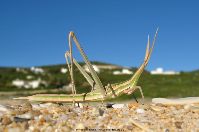 Splendid Cone-headed Grasshopper (Truxalis nasuta)  Fraser Simpson