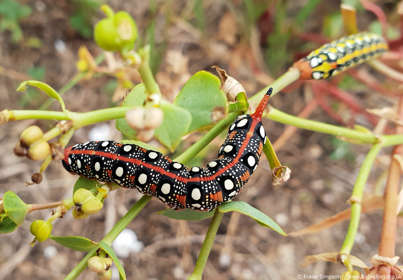 Spurge Hawk-moth (Hyles euphorbiae) larvae, Zahara de los Atunes  Fraser Simpson