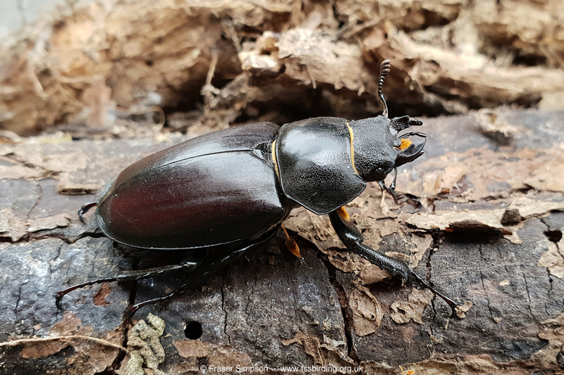 Stag Beetle (Lucanus cervus)  Fraser Simpson