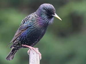 Starling Fraser Simpson