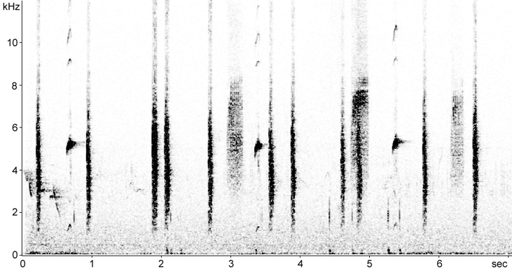 Sonogram of female Stonechat and juvenile calls